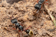 Myrmecia chrysogaster