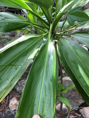 Cordyline manners-suttoniae