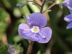 Veronica chamaedrys