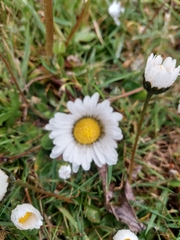 Bellis perennis
