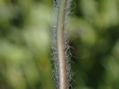 Veronica chamaedrys