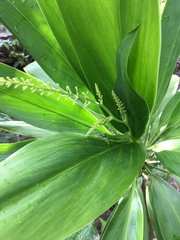 Cordyline manners-suttoniae