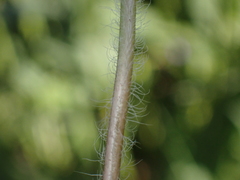 Veronica chamaedrys