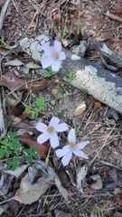 Oxalis dentata
