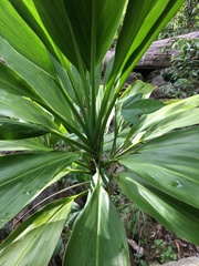 Cordyline manners-suttoniae
