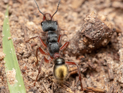 Myrmecia chrysogaster