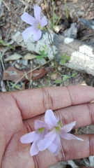 Oxalis dentata