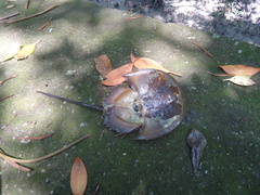 Carcinoscorpius rotundicauda