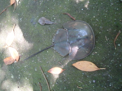 Carcinoscorpius rotundicauda