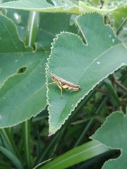 Xenocatantops brachycerus