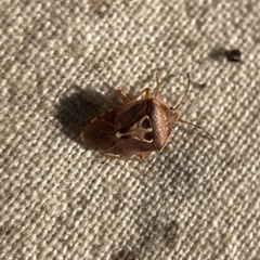 Eupolemus angularis