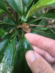 Cordyline murchisoniae