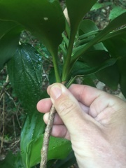 Cordyline murchisoniae