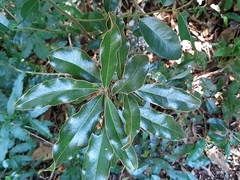 Euclea natalensis natalensis