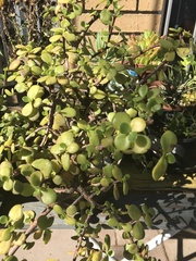 Portulacaria afra