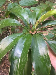 Cordyline murchisoniae