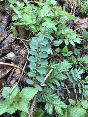 Astragalus glycyphyllos