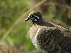 Geophaps scripta peninsulae