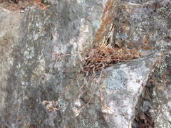 Paronychia argyrocoma