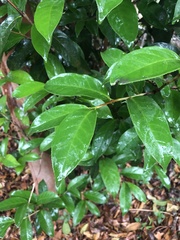 Magnolia figo