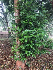 Magnolia figo