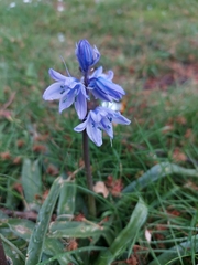 Hyacinthoides