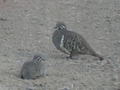 Geophaps scripta scripta