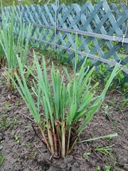 Cymbopogon nardus