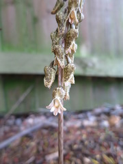 Gastrodia molloyi