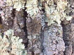 Physconia leucoleiptes