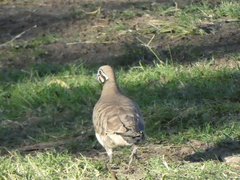 Geophaps scripta scripta