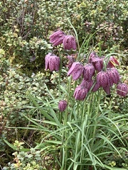 Fritillaria meleagris
