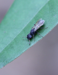 Cataulacus granulatus