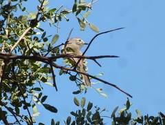 Serpophaga griseicapilla