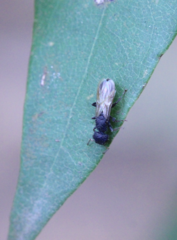 Cataulacus granulatus