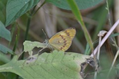 Colotis calais calais