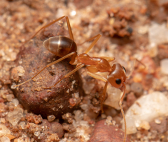 Iridomyrmex pallidus