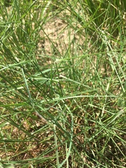 Poa sterilis