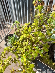 Portulacaria afra