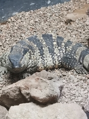 Varanus albigularis