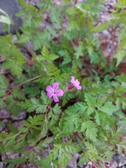 Geranium robertianum
