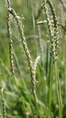 Plantago serraria