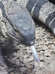 Varanus albigularis