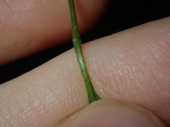 Xanthosia