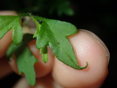 Xanthosia