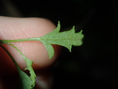 Xanthosia
