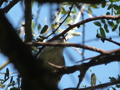 Cranioleuca pyrrhophia