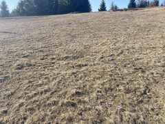 Crocus heuffelianus scepusiensis