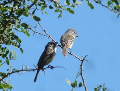 Serpophaga griseicapilla