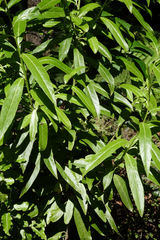 Melicytus lanceolatus